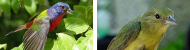 Pictures of male and female painted buntings