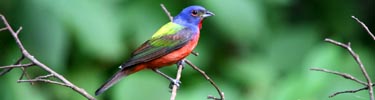 Painted Bunting