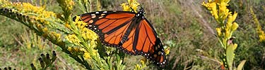 Monarch butterfly in the dunes at Talbot Islands State Parks