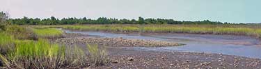 Marsh at the Theodore Roosevelt Area