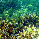 A  school of grunts feed among staghorn coral formation