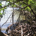These mangroves grow along the shoreline providing habitats for juvenile fish.