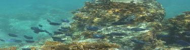 Underwater scene of Blue Tangs swimming over a reef.