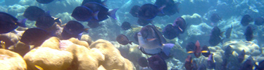 School of Blue Tangs in a coral reef