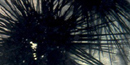 Spiny Sea Urchin in clear waters on a shallow reef. Spiny Sea Urchin in clear waters on a shallow reef.