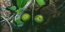 Fruits from the Machineel tree that grows along the coastine on St. John. Fruits from the Machineel tree that grows along the coastine on St. John.
