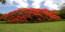 The ornamental flamboyant tree is covered in bright orange-red blossom when in bloom. The ornamental flamboyant tree is covered in bright orange-red blossom when in bloom.