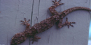 Gecko searching for insects. Gecko searching for insects.
