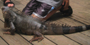 An iguana finds its way on to the patio at maho bay campground much to the delay of kids. An iguana finds its way on to the patio at maho bay campground much to the delay of kids.