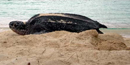 Leatherback turtle nesting at Trunk Bay beach. Leatherback turtle nesting at Trunk Bay beach.