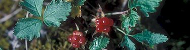 Nagoonberries