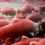 How Many Salmon Are in the River?