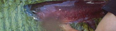 salmon in the weir