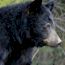 Black Bears