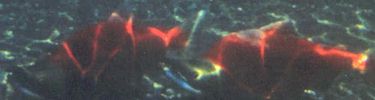 Sockeye Salmon