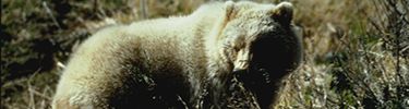Grizzlies live throughout Wrangell-St. Elias
