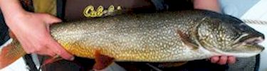 Lake Trout
