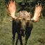 Moose are plentiful here