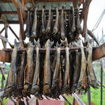 Salmon drying at a Yukon river homestead.