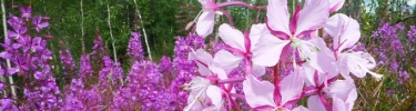 half albino fireweed 375x100