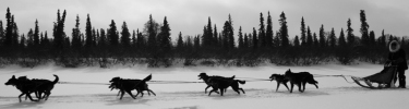 A musher with his dogs
