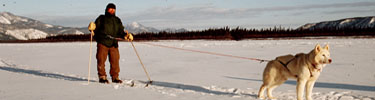 Skijouring is great exercise for visitors and dogs.