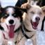 Dog Mushing in Yukon-Charley