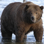 Be safe in bear country!