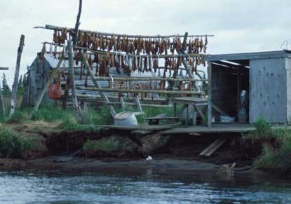 Salmon drying racks