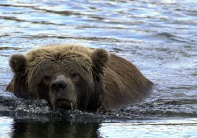 A brown bear takes a swim.