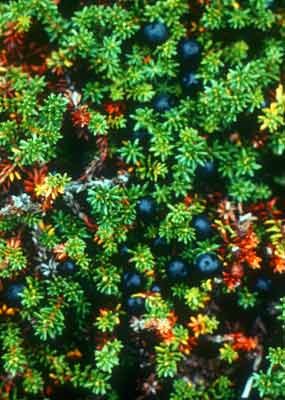 Crowberries along the Alagnak and are a common part of bears' diet.