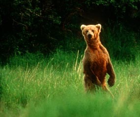 A brown bear may stand on its hind legs when attempting to identify you.