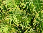 Hens and Chicks [Aeonium species]