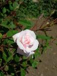 Rose [Rosa 'Cecile Brunner']