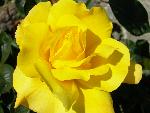 Rose [Rosa 'Golden Showers']