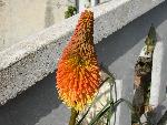 Red hot poker [Kniphofia uvaria]
