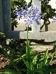 Lily of the Nile [Agapanthus praecox orientalis]