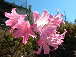 Naked Lady [Amaryllis belladonna]
