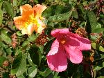 Rose [Rosa chinensis 'Mutabilis']