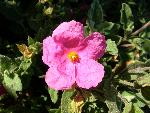 Rockrose [Cistus ‘Sunset’]