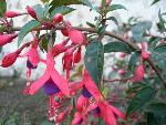 Lady's Eardrops [Fuchsia ‘Angel’s Earrings]