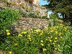 Bush daisy [Euryops pectinatus ‘Viridis’]