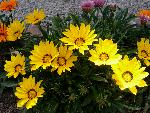 Treasure Flower [Gazania rigens]