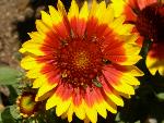Blanket Flower [Gaillardia x grandiflora]