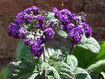 Common Heliotrope [Heliotropium arborescens]