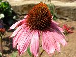 Purple Coneflower [Echinacea purpurea ‘Magnus’]