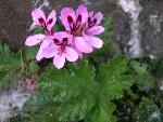 Geranium [Pelargonium quercifolium]