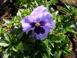 Pansy [Viola x wittrockiana]