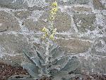 Mullein [Verbascum bombyciferum ‘Polar Summer’]
