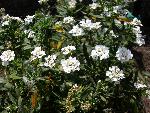Evergreen Candytuft [Iberis sempervirens]